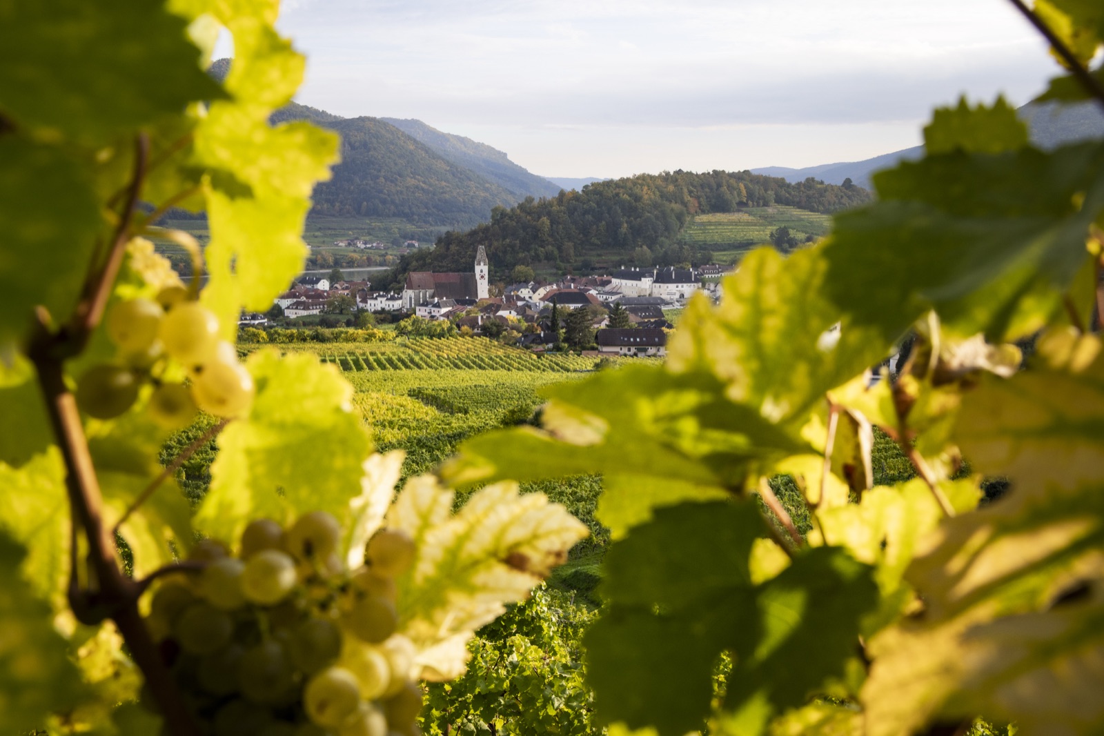 Spitz an der Donau mit Kirchturm, gerahmt von Weinreben